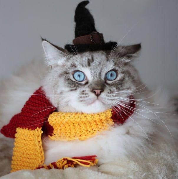 Facebook.com/ragdoll.thorin