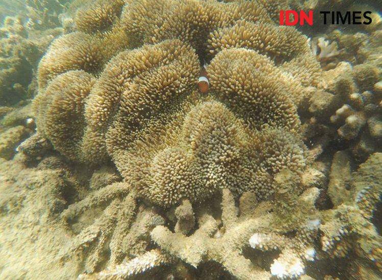 Terumbu karang pulau gusung (Instagram.com/john_robbin29)