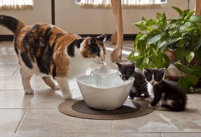 myworldofcats.com