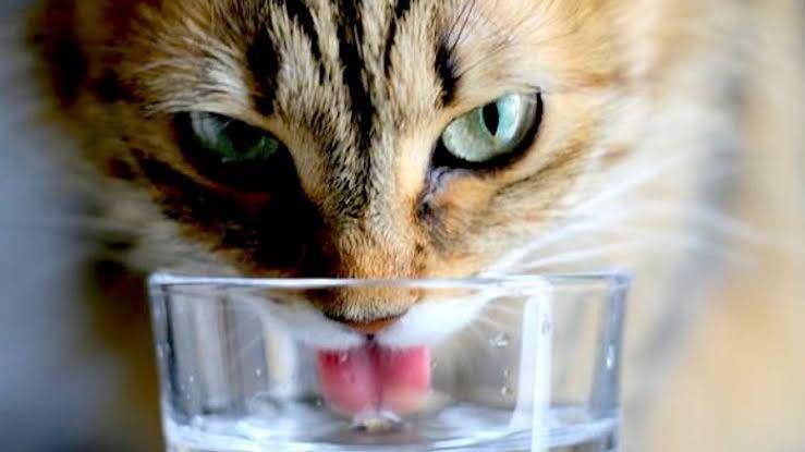 pictures-of-cats.org