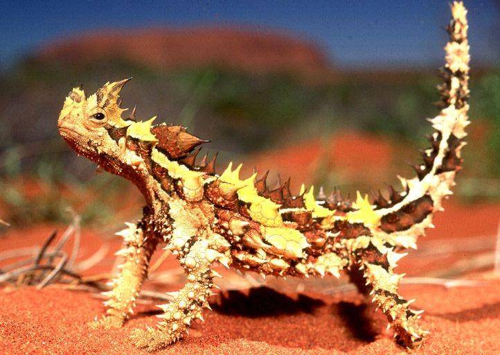 critter.science