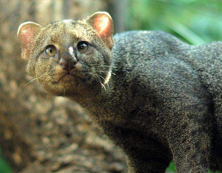 rainforest-alliance.org