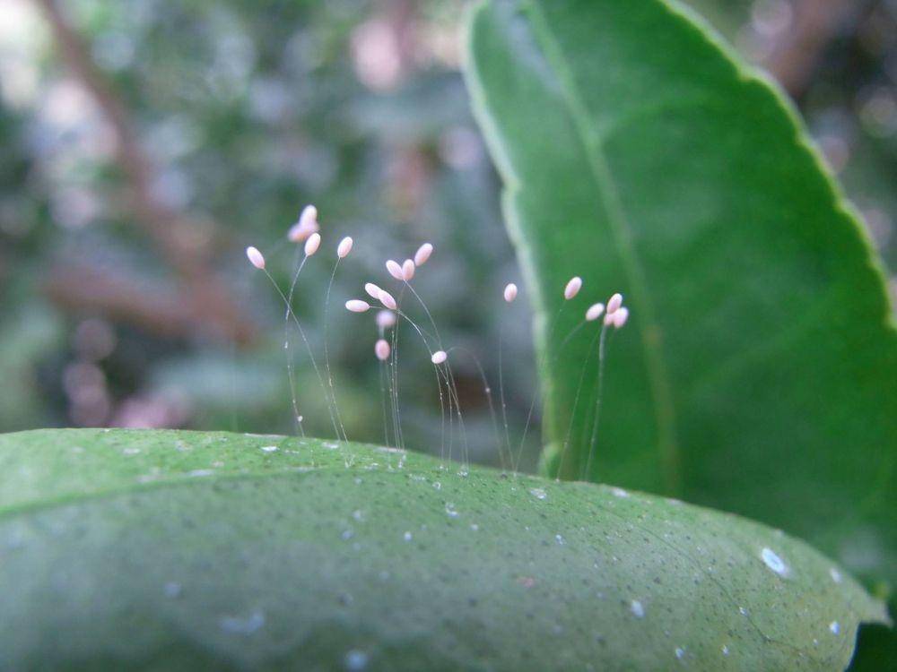 bugsforbugs.com.au
