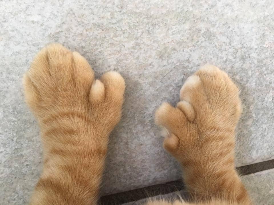 floridawildvethospital.com