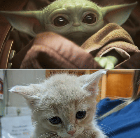 instagram.com/jacksonsquareanimalclinic