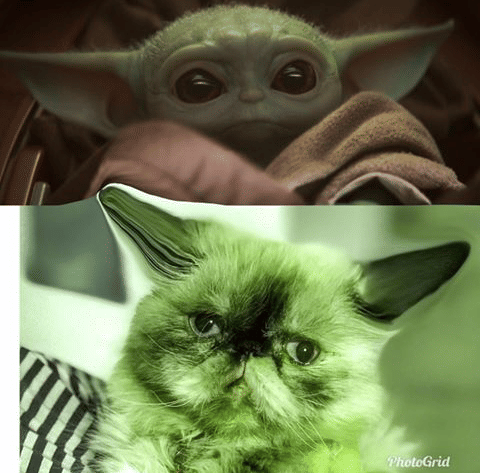 instagram.com/the_fluffy_lucy