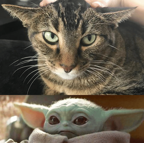 instagram.com/mildredthecat