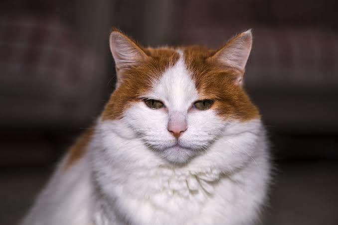 coleandmarmalade.com