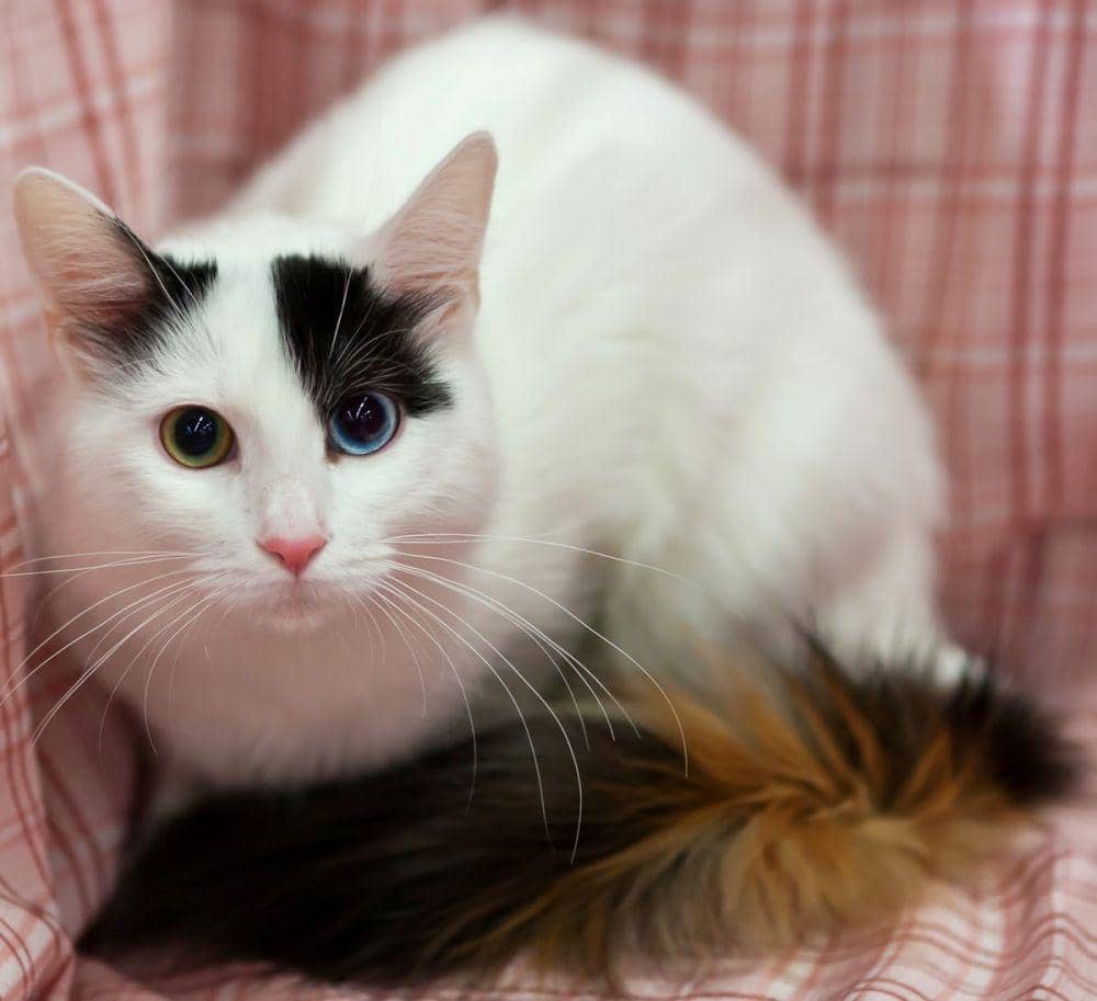 falconon54.boxip.net