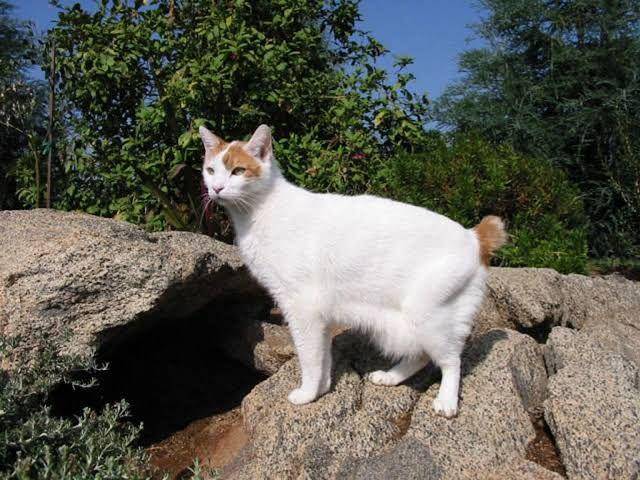 catswallpapers.net