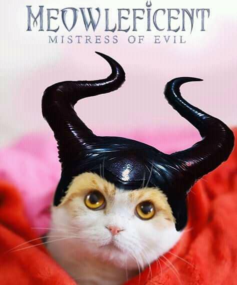 facebook.com/Waffles the Cat