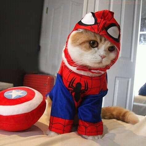 facebook.com/Waffles the Cat
