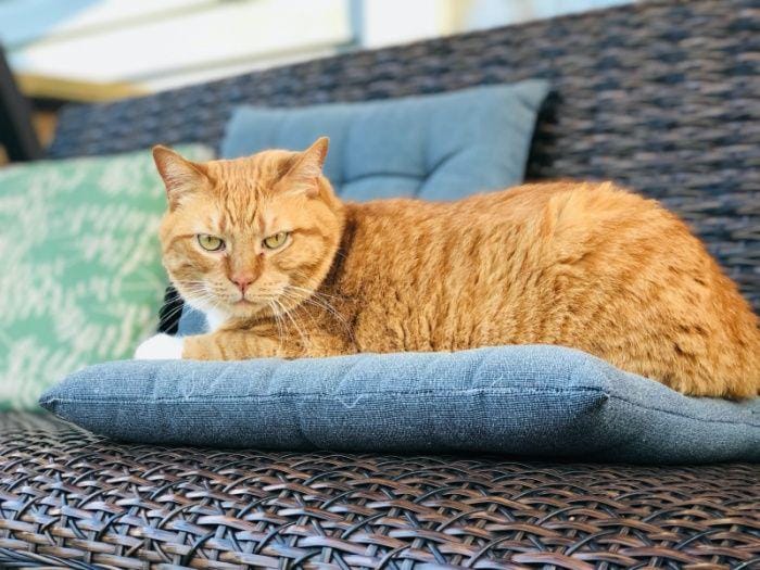 unsplash.com/Greeshma Gangadharan