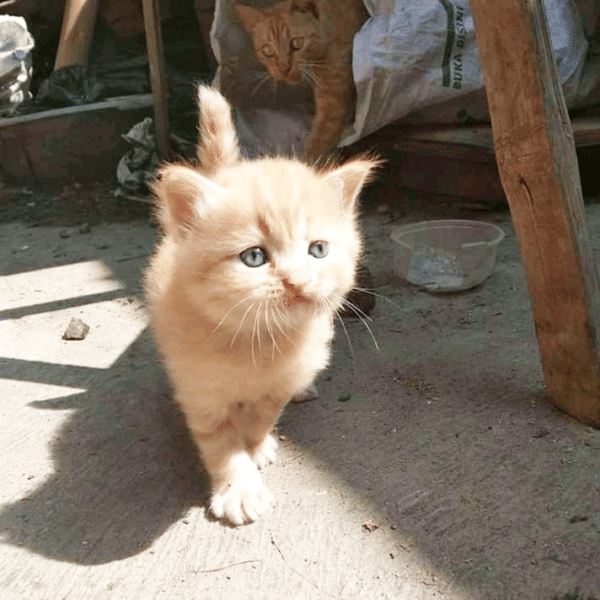 Twitter.com/rifatanicalx