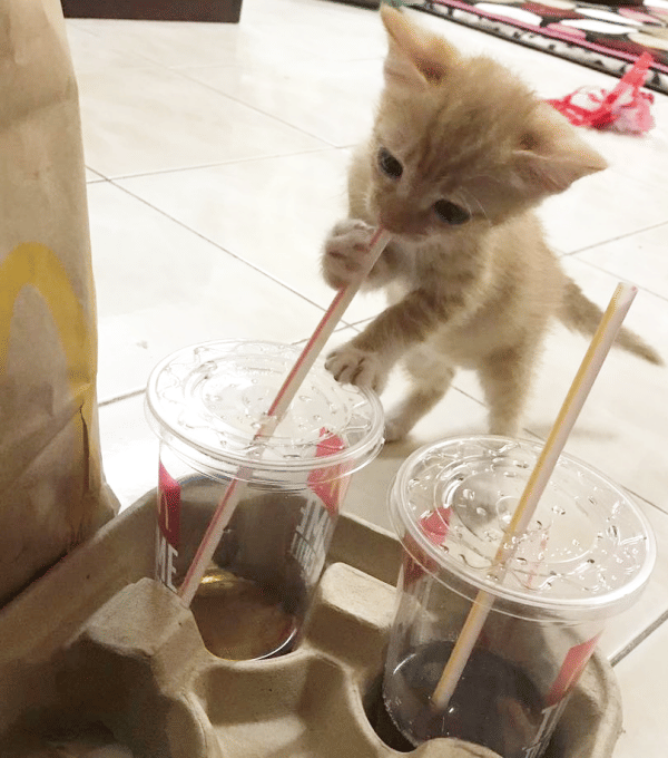 Twitter.com/hzwnianuar