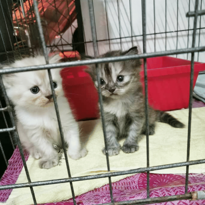 Twitter.com/Hasifafiq_