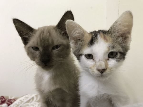 Twitter.com/andreasharmxne