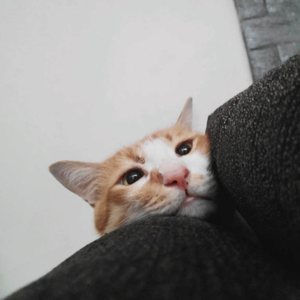 Twitter.com/cukadapur