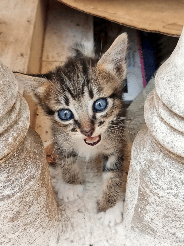 Twitter.com/henriettahettyh