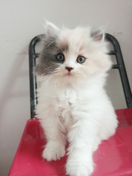 Twitter.com/putrindahpr