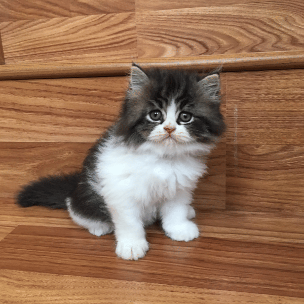 Twitter.com/putrindahpr