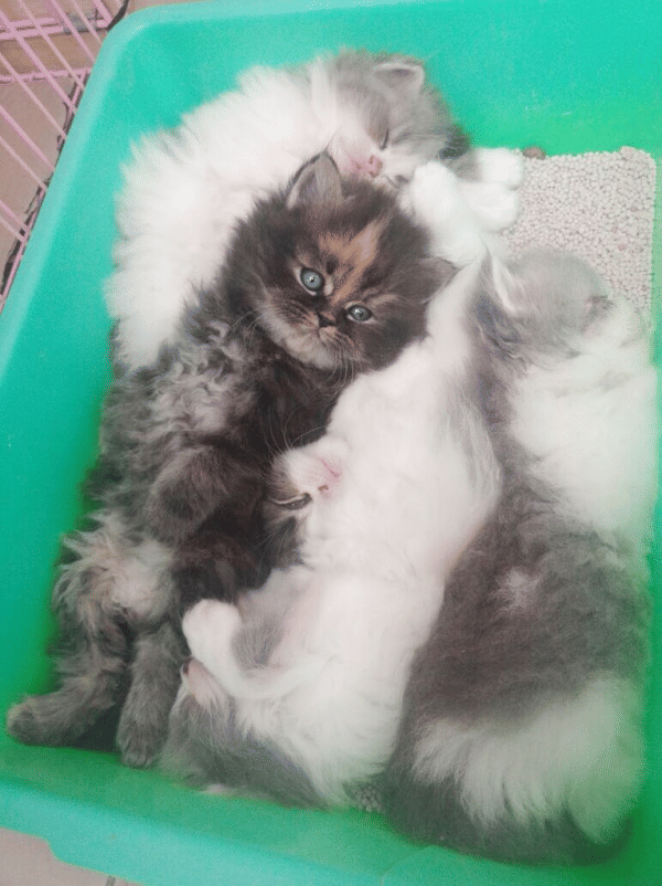 Twitter.com/putrindahpr