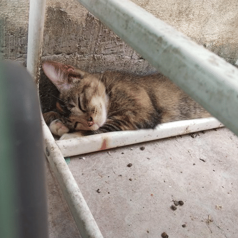 Twitter.com/shafiqah_zain