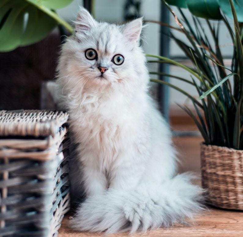 unsplash.com/Rana Sawalha