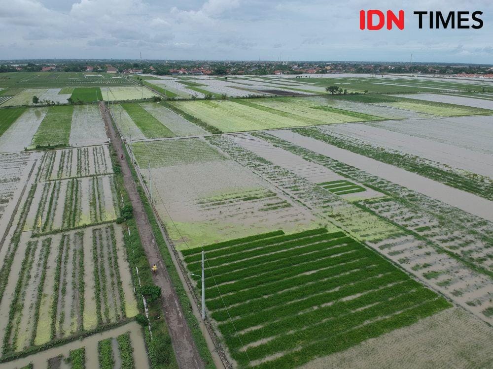 IDN Times/ Muchammad Haikal