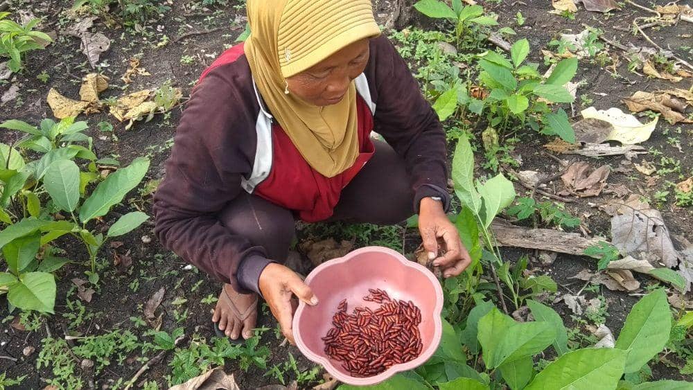 Salah seorang warga Tuban menunjukkan entung pohon jati. IDN Times/Imron