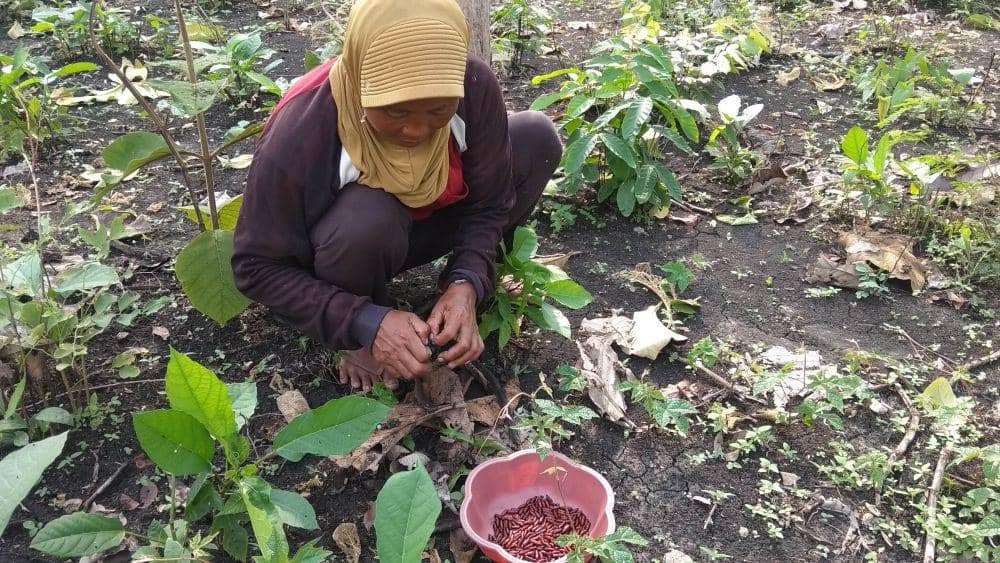 Salah satu warga Tuban saat mencari entung pohon jati. IDN Times/Imron