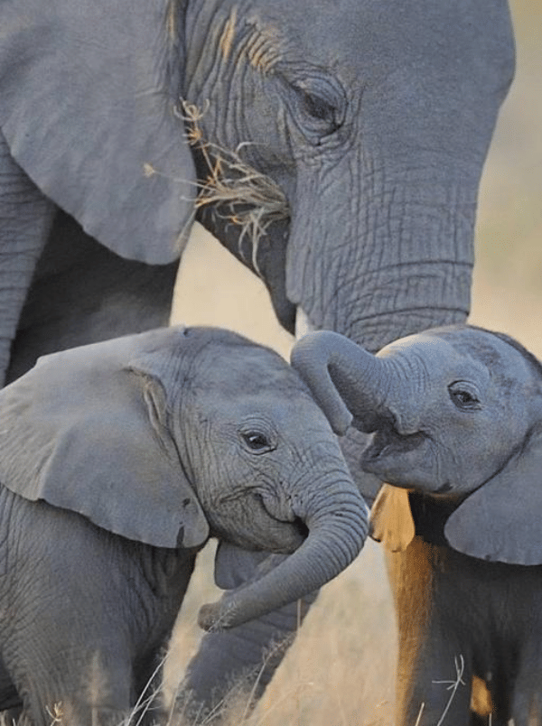 Twitter.com/ItElephantdaily