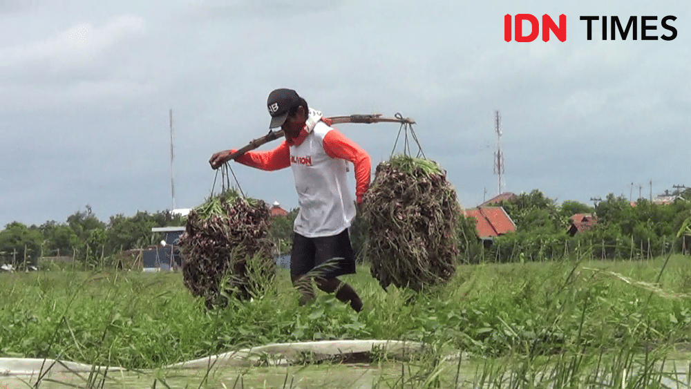 IDN Times/ Muchammad Haikal