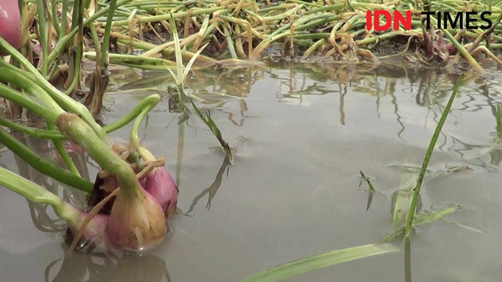 IDN Times/ Muchammad Haikal