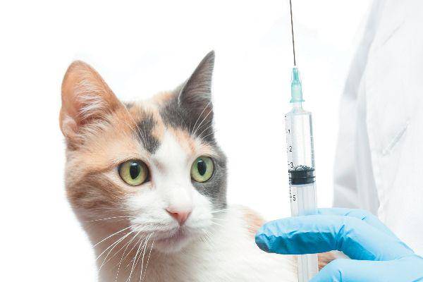 catster.com