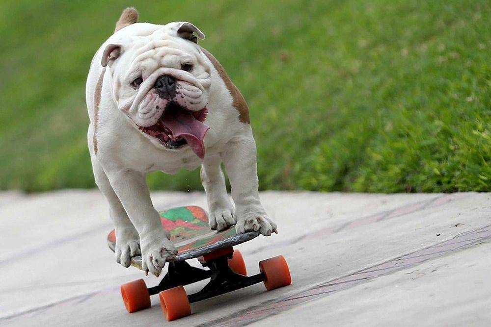 cliftonparkcaninecrew.com