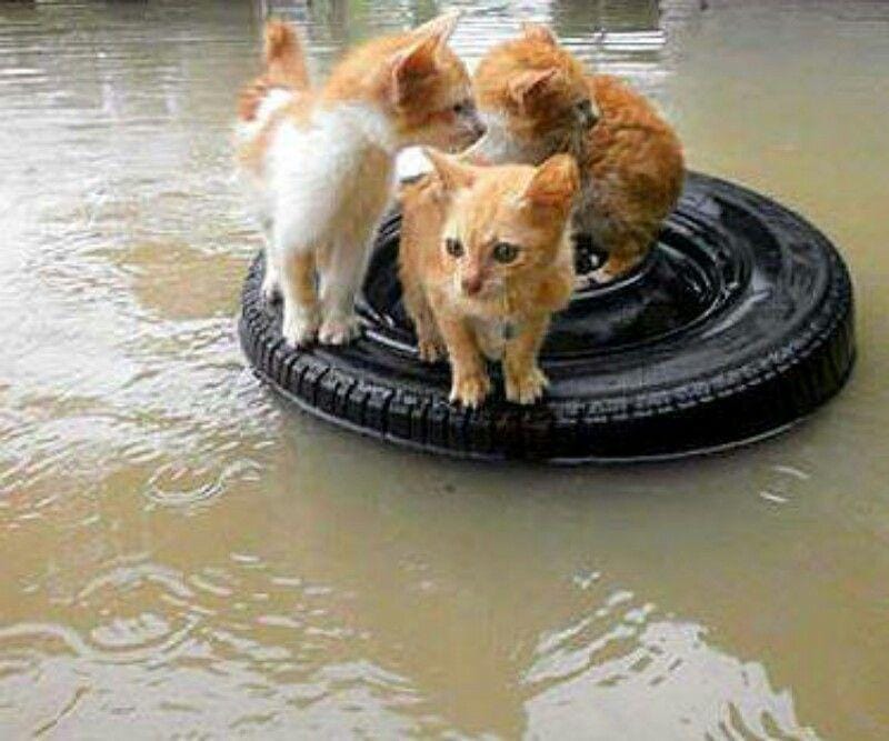 animalhouseresque.org