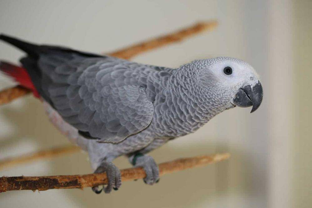 parrotwebsite.com