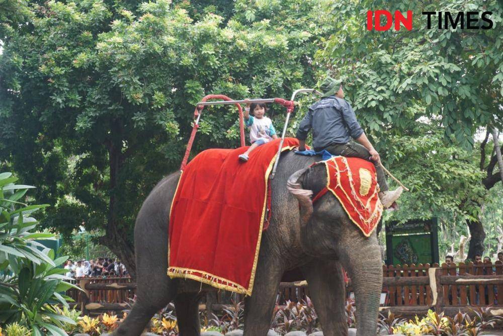 Salah seorang bocah menunggangi gajah yang menjadi salah satu wahana wisata di Kebun Binatang Surabaya, Rabu (1/1). IDN Times/Fitria Madia