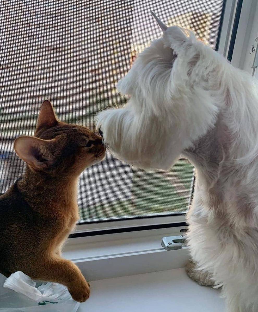 Instagram/cutemeowingcat