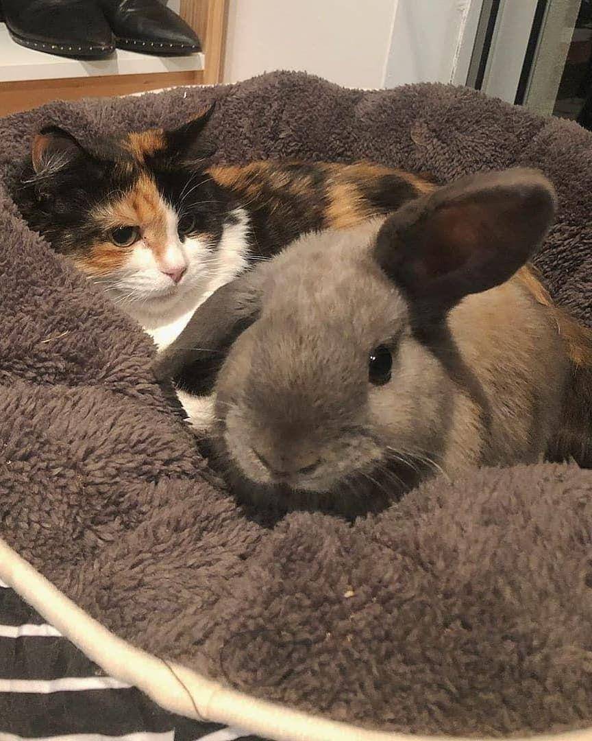 Instagram/cutemeowingcat