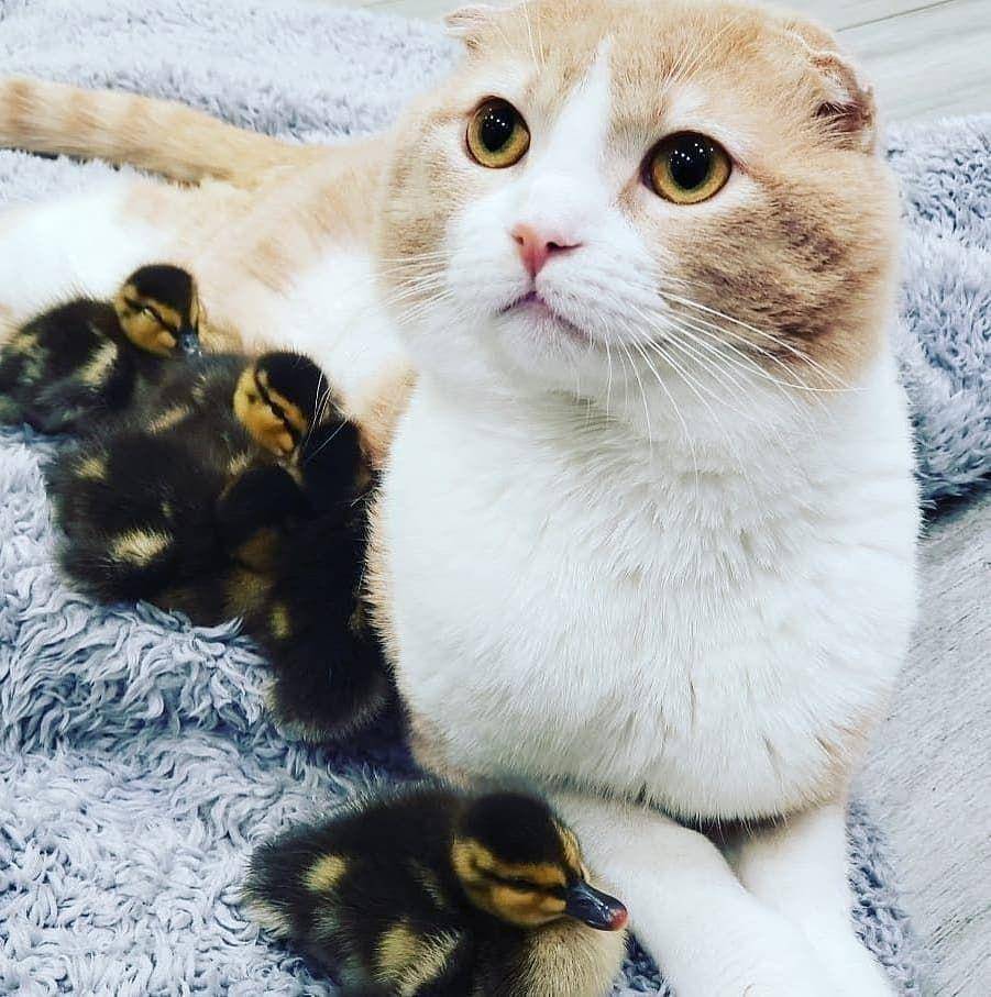 Instagram/cutemeowingcat
