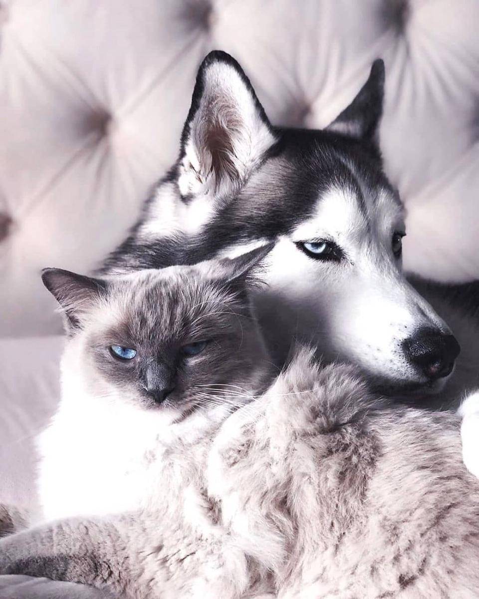 Instagram/catsmylove.co