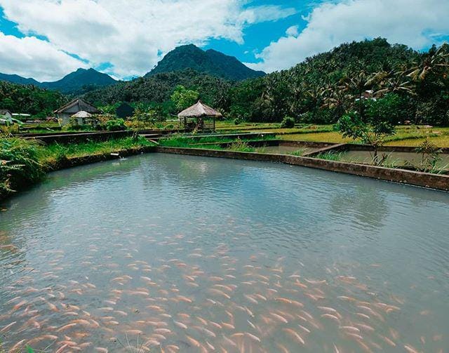 instagram.com/kampungwisata_kerujuk/