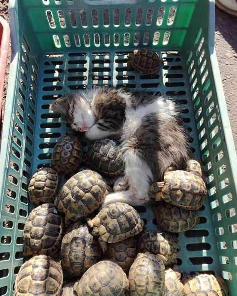 Instagram/cutemeowingcat