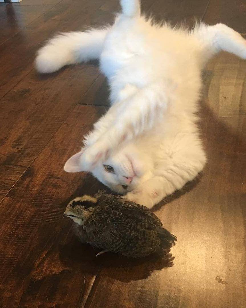 Instagram/cutemeowingcat