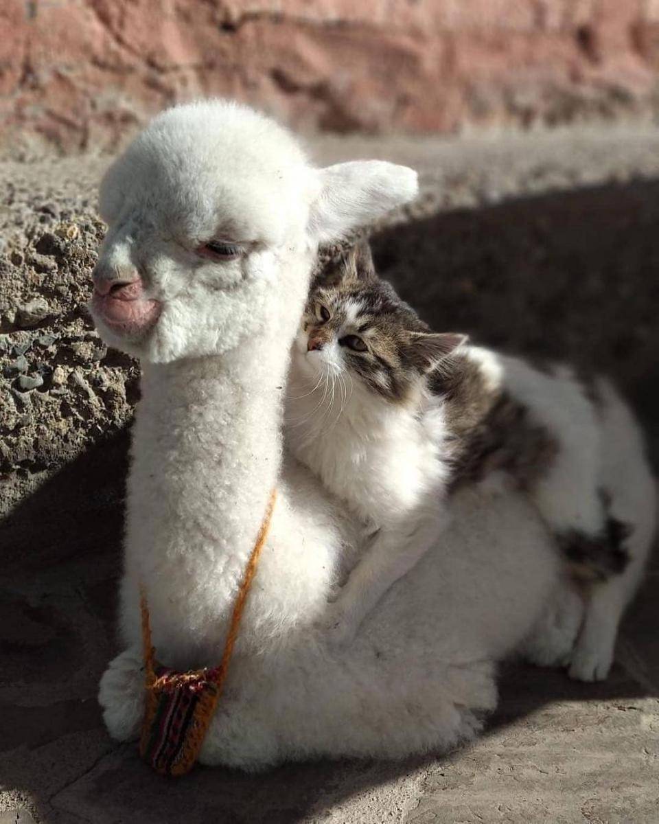 Instagram/cutemeowingcat