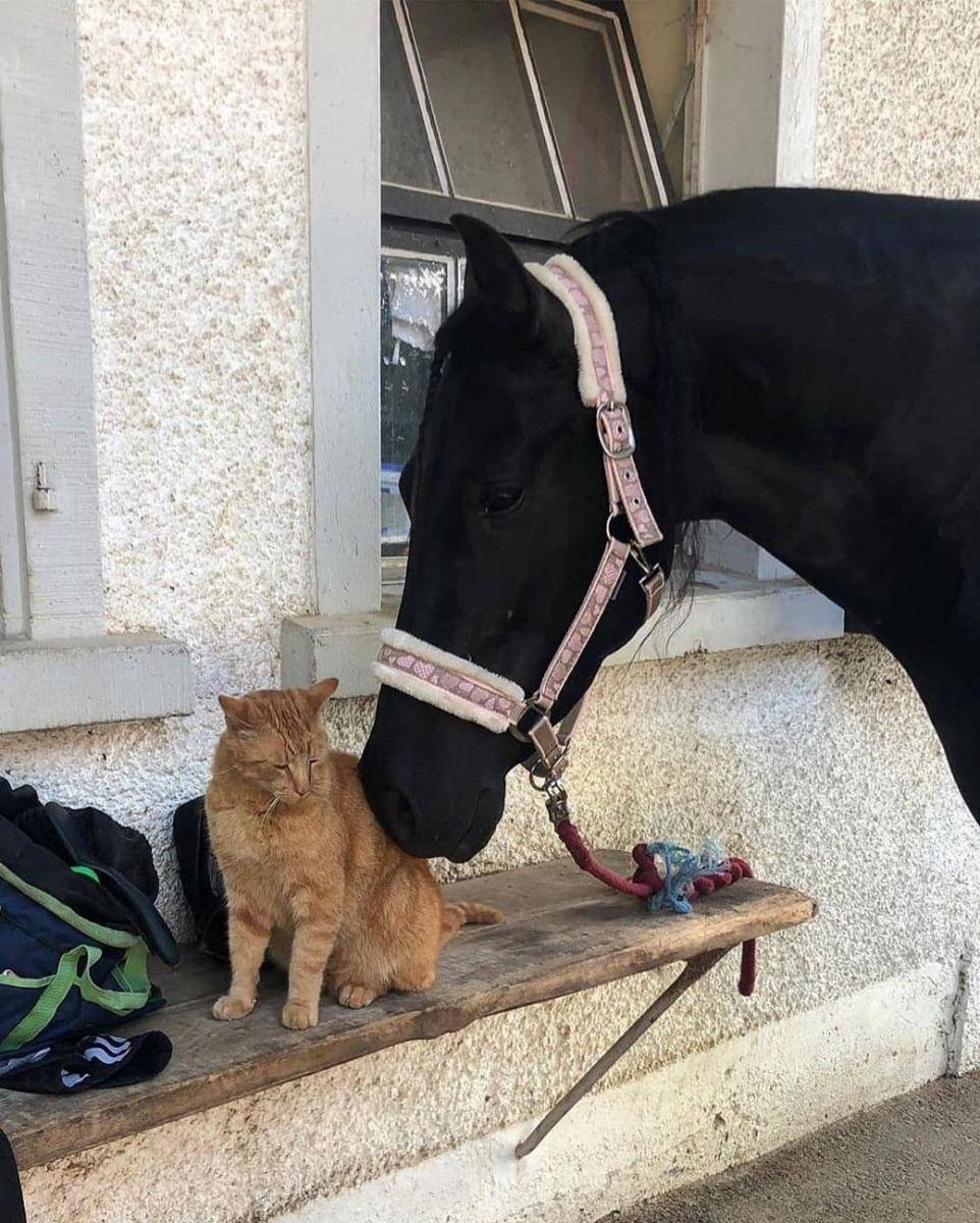 Instagram/cutemeowingcat