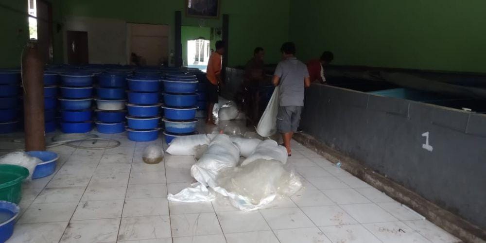 Salah satu tempat pemijahan ikan di Lamongan. IDN Times/Imron