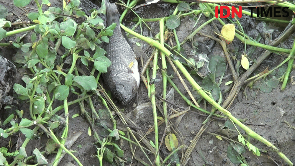 IDN Times/ Muchammad Haikal